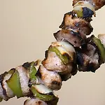 Koral 4* سينتس قسطنطين وهيلينا